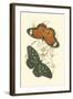 Jardine Butterflies II-Sir William Jardine-Framed Art Print