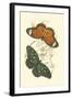 Jardine Butterflies II-Sir William Jardine-Framed Art Print