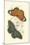 Jardine Butterflies II-Sir William Jardine-Mounted Art Print