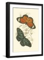 Jardine Butterflies II-Sir William Jardine-Framed Art Print