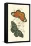 Jardine Butterflies II-Sir William Jardine-Framed Stretched Canvas
