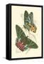 Jardine Butterflies III-Sir William Jardine-Framed Stretched Canvas