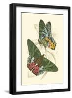 Jardine Butterflies III-Sir William Jardine-Framed Art Print