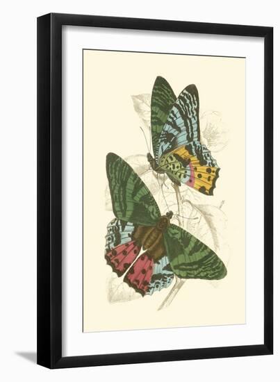 Jardine Butterflies III-Sir William Jardine-Framed Art Print