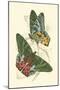 Jardine Butterflies III-Sir William Jardine-Mounted Art Print