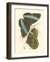 Jardine Butterflies VI-Sir William Jardine-Framed Art Print