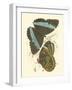 Jardine Butterflies VI-Sir William Jardine-Framed Art Print