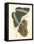Jardine Butterflies VI-Sir William Jardine-Framed Stretched Canvas