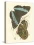 Jardine Butterflies VI-Sir William Jardine-Stretched Canvas
