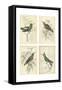 Jardine Hummingbirds-null-Framed Stretched Canvas