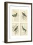 Jardine Hummingbirds-null-Framed Art Print