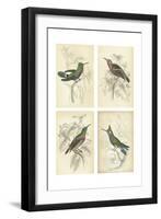 Jardine Hummingbirds-null-Framed Art Print