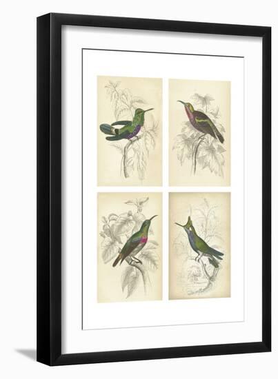 Jardine Hummingbirds-null-Framed Art Print