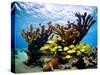 Jardines De La Reina, Cuba: Elkhorn Coral-Ian Shive-Stretched Canvas