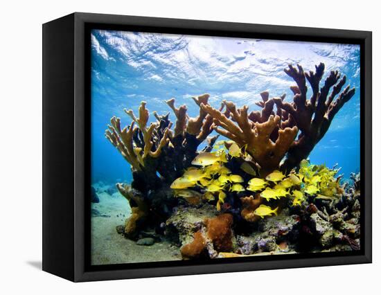 Jardines De La Reina, Cuba: Elkhorn Coral-Ian Shive-Framed Stretched Canvas