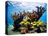 Jardines De La Reina, Cuba: Elkhorn Coral-Ian Shive-Stretched Canvas