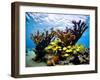 Jardines De La Reina, Cuba: Elkhorn Coral-Ian Shive-Framed Photographic Print