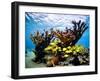 Jardines De La Reina, Cuba: Elkhorn Coral-Ian Shive-Framed Photographic Print