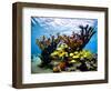 Jardines De La Reina, Cuba: Elkhorn Coral-Ian Shive-Framed Photographic Print