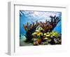 Jardines De La Reina, Cuba: Elkhorn Coral-Ian Shive-Framed Photographic Print