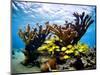 Jardines De La Reina, Cuba: Elkhorn Coral-Ian Shive-Mounted Photographic Print