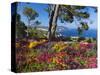 Jardins Botanico De Cap Roig, Calella De Palafrugell, Costa Brava, Catalonia, Spain, Mediterranean,-Stuart Black-Stretched Canvas