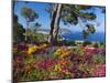 Jardins Botanico De Cap Roig, Calella De Palafrugell, Costa Brava, Catalonia, Spain, Mediterranean,-Stuart Black-Mounted Premium Photographic Print