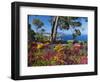 Jardins Botanico De Cap Roig, Calella De Palafrugell, Costa Brava, Catalonia, Spain, Mediterranean,-Stuart Black-Framed Photographic Print