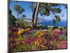 Jardins Botanico De Cap Roig, Calella De Palafrugell, Costa Brava, Catalonia, Spain, Mediterranean,-Stuart Black-Mounted Photographic Print