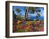 Jardins Botanico De Cap Roig, Calella De Palafrugell, Costa Brava, Catalonia, Spain, Mediterranean,-Stuart Black-Framed Photographic Print