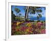 Jardins Botanico De Cap Roig, Calella De Palafrugell, Costa Brava, Catalonia, Spain, Mediterranean,-Stuart Black-Framed Photographic Print