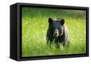 Canvas Black