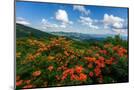 Wood Mount