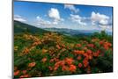 Wood Mount