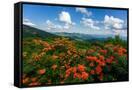 Canvas Black
