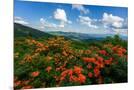 Wood Mount