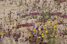 Wash of Wildflowers - Cottonwood Mtns - 042423-Jared Quentin-Photographic Print