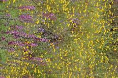 Wash of Wildflowers - Cottonwood Mtns - 042423-Jared Quentin-Photographic Print