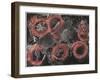 Jaripeo, 2001-Juan Alcazar-Framed Giclee Print