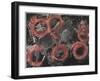 Jaripeo, 2001-Juan Alcazar-Framed Giclee Print