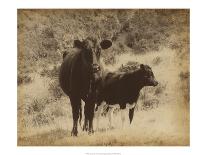 Lone Star Cows I-Jarman Fagalde-Art Print