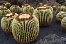 Magnificent Big Cactuses-Jarretera-Laminated Photographic Print