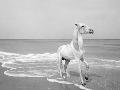 Laminate