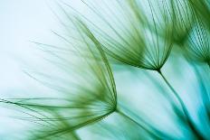 Macro Dandelion Seed-Jasmina007-Photographic Print