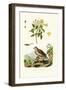 Jasmine, 1833-39-null-Framed Giclee Print