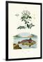 Jasmine, 1833-39-null-Framed Giclee Print