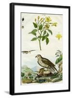 Jasmine and Short-Toed Eagle, 18th or 19th Century-Pedretti-Framed Giclee Print