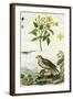 Jasmine and Short-Toed Eagle, 18th or 19th Century-Pedretti-Framed Giclee Print