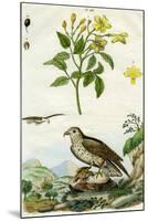 Jasmine and Short-Toed Eagle, 18th or 19th Century-Pedretti-Mounted Giclee Print