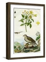 Jasmine and Short-Toed Eagle, 18th or 19th Century-Pedretti-Framed Giclee Print